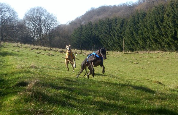 Galgo GALINDEZ aus San Anton sucht ... - Seite 2 17861530jf