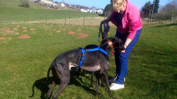 Galgo GALINDEZ aus San Anton sucht ... - Seite 2 17861557iw