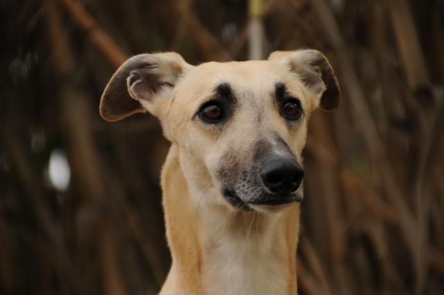 Galgo OZIRIUS aus San Anton sucht ... 17944947ok