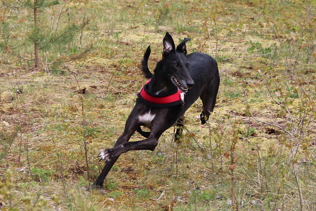 Galgo MERLIN aus Socuellamos sucht ... - Seite 2 18100574zj