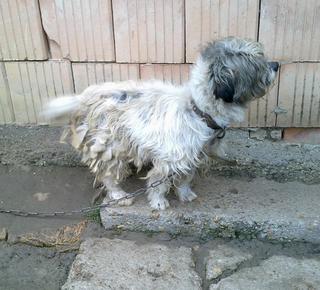 Gismo (Vacak) ging im Dezember 2019 über die Regenbogenbrücke 18186445ct