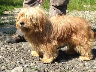 Kelly, Tibet-Terrier-Mischlingshündin, ca. 1 Jahr 18246618rf