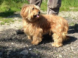 Kelly, Tibet-Terrier-Mischlingshündin, ca. 1 Jahr 18246619er