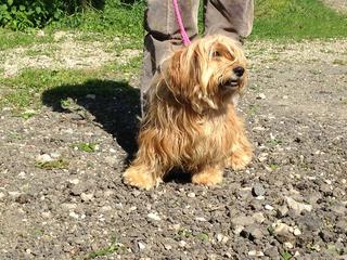 Kelly, Tibet-Terrier-Mischlingshündin, ca. 1 Jahr 18246620yr