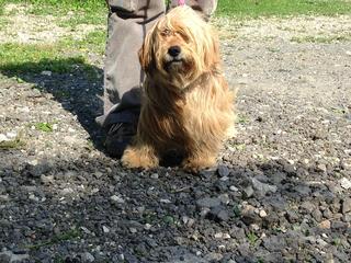 Kelly, Tibet-Terrier-Mischlingshündin, ca. 1 Jahr 18246621fa