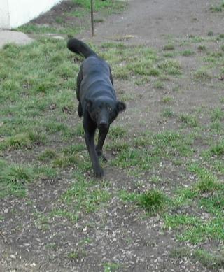 NOTFALL - Black, Schäferhundmischlingsrüde, ca. 2 Jahre 18247848jh