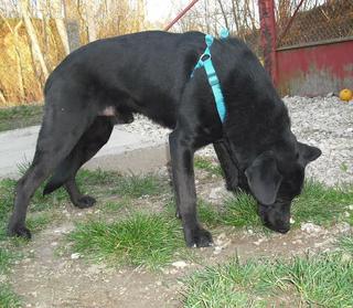 NOTFALL - Black, Schäferhundmischlingsrüde, ca. 2 Jahre 18247903eq