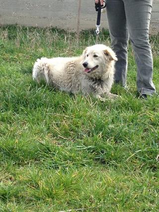 Buksi, Golden-Retriever-Mischlingshündin, ca. 11 Jahre 18247985eb