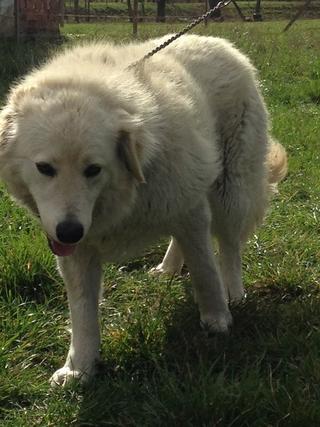 Buksi, Golden-Retriever-Mischlingshündin, ca. 11 Jahre 18247986no