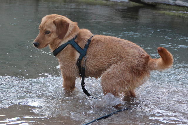 Labrador-Mischlingshündin VICKY aus San Anton wünscht sich ... 18280819bf