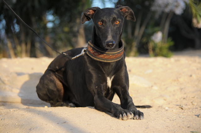 Galgo ECLIPSO aus San Anton sucht ... 18291314qh