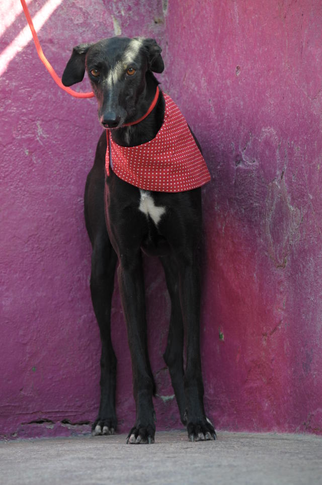 Galgo ECLIPSO aus San Anton sucht ... 18291316kg