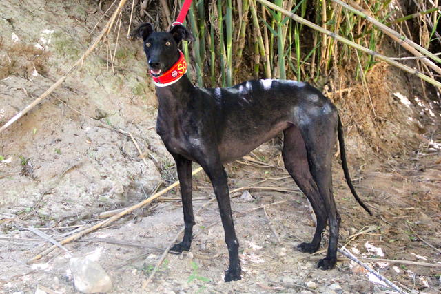 Galga AFRICA DE AGUINUNEZ aus San Anton sucht ... 18291389uh