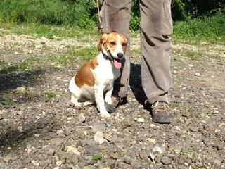 Lotti, Beaglemischlingshündin, ca. 1 Jahr 18309170yz