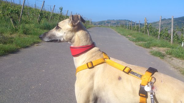 Galgo OZIRIUS aus San Anton sucht ... 18323515gd