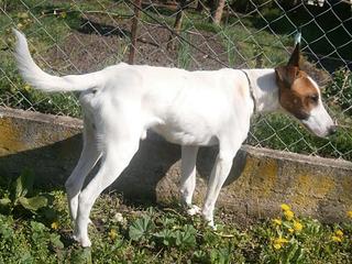 Saba und Pablo haben ein neues Zuhause gefunden - Seite 2 18328083ru