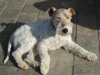 Dixie, Foxterrierhündin, ca. 8 Jahre 18340770gx