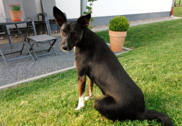 Mischlingshündin TASHA aus San Anton sucht ... 18446703eq