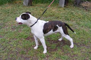 NOTFALL - Shaki, Bulldoggenmischlingsrüde, 1 Jahr 18649751jt