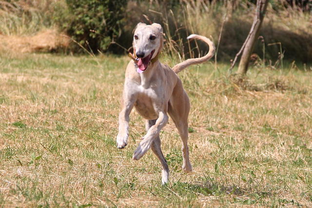 Galga CHLOE aus Socuellamos sucht ... - Seite 3 18685360ih