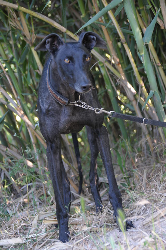 Galga AFRICA DE AGUINUNEZ aus San Anton sucht ... 18688151yq