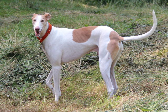 Galga CHLOE aus Socuellamos sucht ... - Seite 3 18714700qn