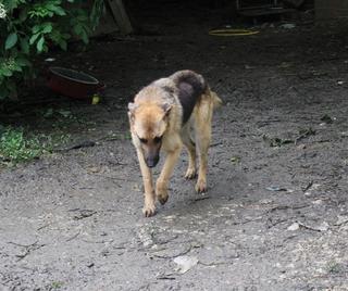 NOTFALL - Hogan, Schäferhundmischlingsrüde, ca. 7 Jahre 19051877it