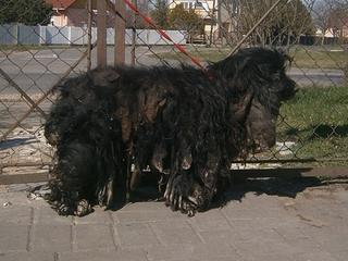 Chris, Cocker-Spaniel-Rüde, ca. 6 Jahre 19136698ug