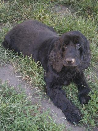 Chris, Cocker-Spaniel-Rüde, ca. 6 Jahre 19136721ys