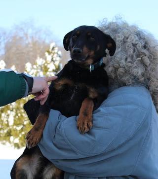 Sandy, Mischlingshündin, ca. 5 Jahre 19136751kg