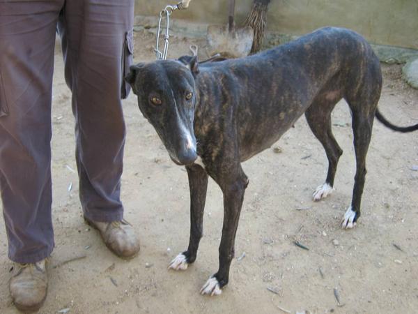 Galga Canina aus Andalusien sucht -BIN- 1914497