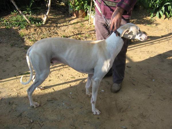 Galgo Tango aus Andalusien sucht -New-Graceland- 1914537