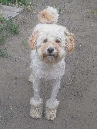 Sindy, Pulimischlingshündin, ca. 1 Jahr 19157687vv