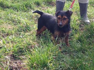 Stuart, Yorkshire-Pinscher-Mischlingsrüde, ca. 5 Jahre 19188048in