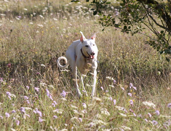 Galga IVY aus San Anton sucht ... 19382169bl