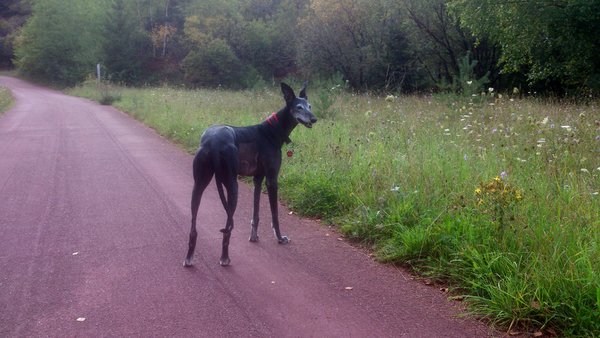 Galga FLOWER POWER aus San Anton sucht ... 19440333kg