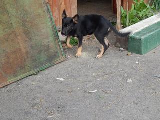 Zorro, Schäferhundmischlingsrüde, ca, 5 Monate 19474377gc