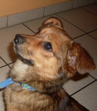 Budy, kleiner Mix, 7 Monate sucht ein Zuhause 1957253