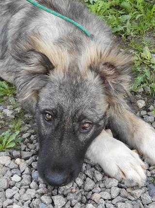 Balu (Bolo) hat ein neues Zuhause gefunden 19591845op