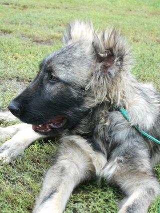 Balu (Bolo) hat ein neues Zuhause gefunden 19591849hu