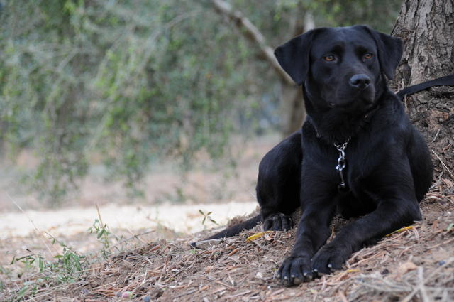 Labrador INKY aus San Anton sucht ... 19603563mf