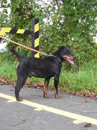 Mex, Jagdterrier, ca. 4 Jahre 19659430bd