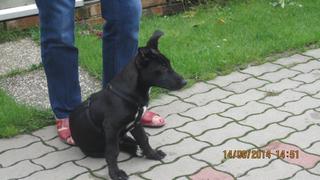 Lila (Lilli) hat ein neues Zuhause gefunden 19699078qm