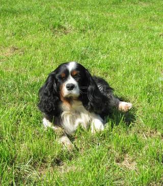 Pötty, King-Charles-Spaniel-Hündin, ca. 6 Jahre 19742422pg