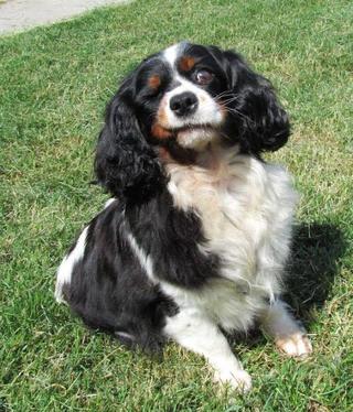 Pötty, King-Charles-Spaniel-Hündin, ca. 6 Jahre 19742423qz