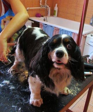 Pötty, King-Charles-Spaniel-Hündin, ca. 6 Jahre 19742425ay