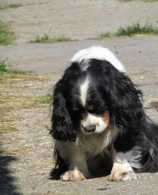 Pötty, King-Charles-Spaniel-Hündin, ca. 6 Jahre 19742427mm