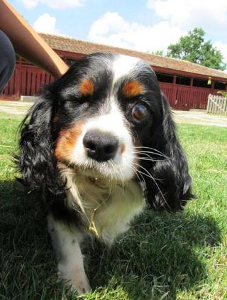 Pötty, King-Charles-Spaniel-Hündin, ca. 6 Jahre 19742428ce