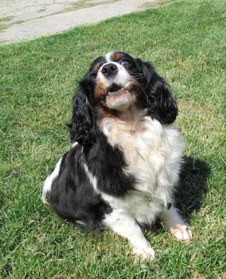 Pötty, King-Charles-Spaniel-Hündin, ca. 6 Jahre 19742429cc