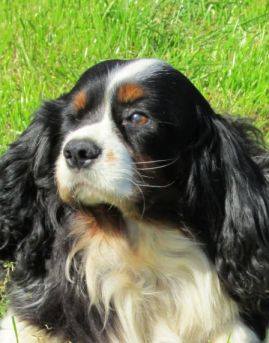 Pötty, King-Charles-Spaniel-Hündin, ca. 6 Jahre 19742430kw